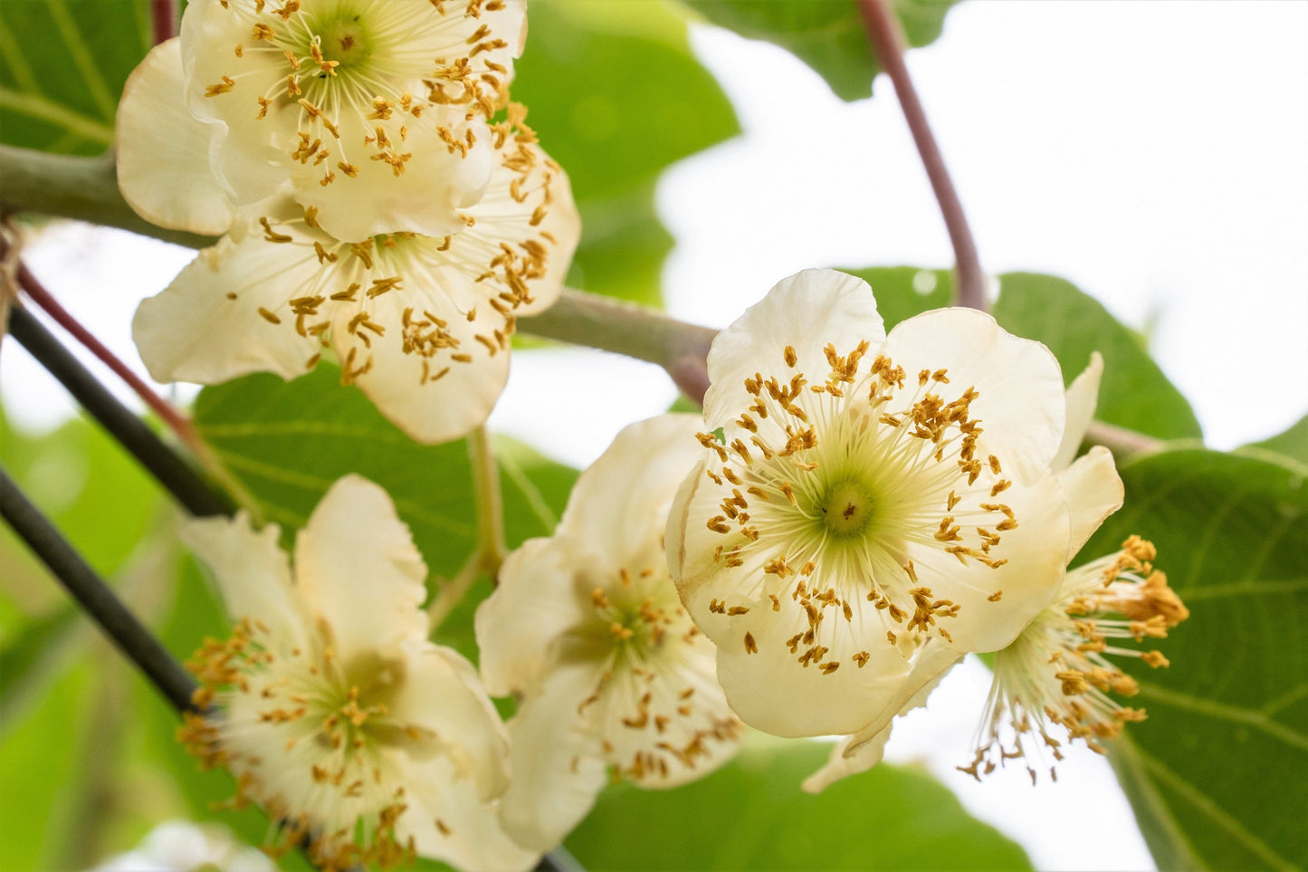 100 Kiwi Fruit (Kiwi Actinidia) Seeds