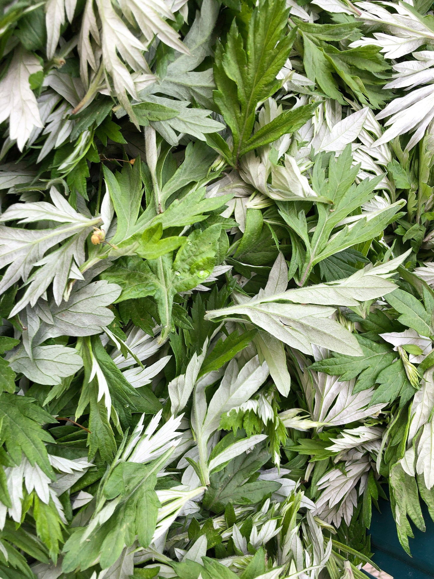 1000 Japanese Mugwort (Artemisia Princeps) Seeds