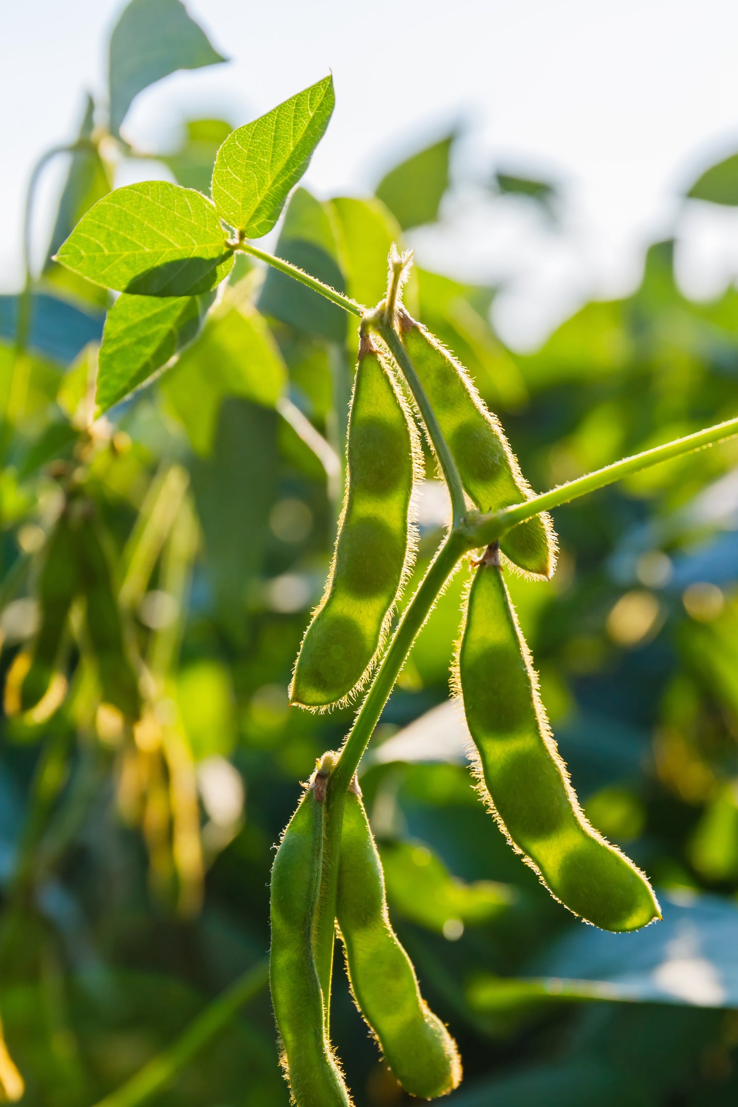 20 Edamame Envy Soybean (Glycine Max) Seeds