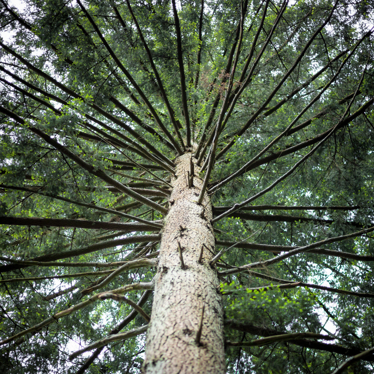 Douglas Fir (Pseudotsuga menziesii) Seeds – 20 ct