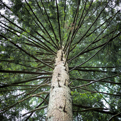 Douglas Fir (Pseudotsuga menziesii) Seeds – 20 ct