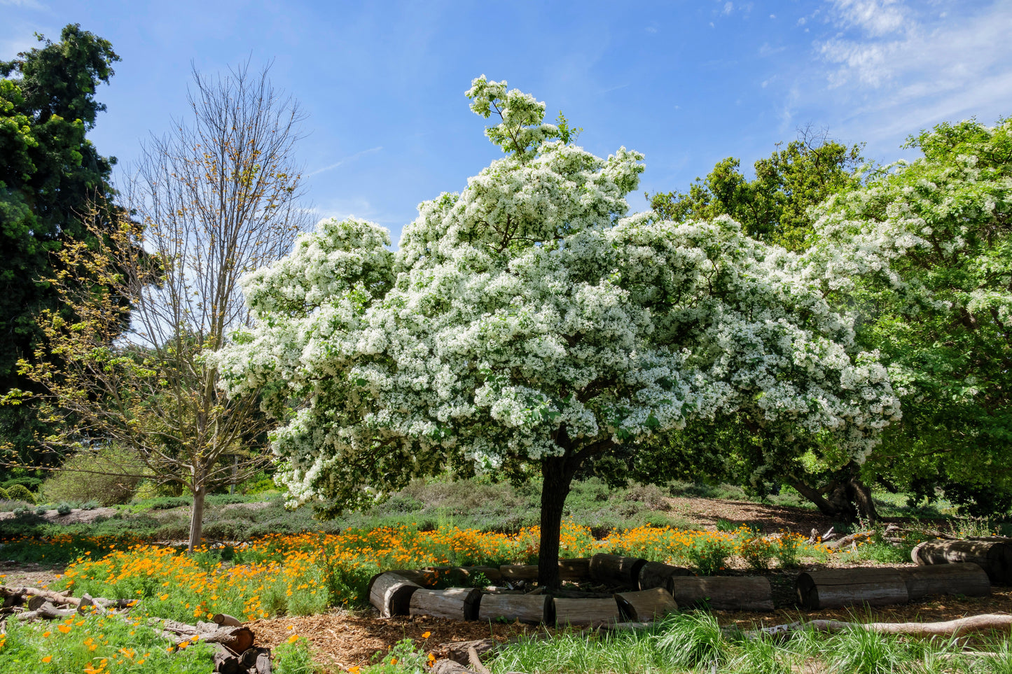 3 Fringe Tree (Chionanthus Virginicus) Seeds