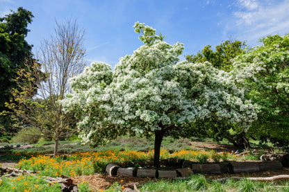 3 Fringe Tree (Chionanthus Virginicus) Seeds