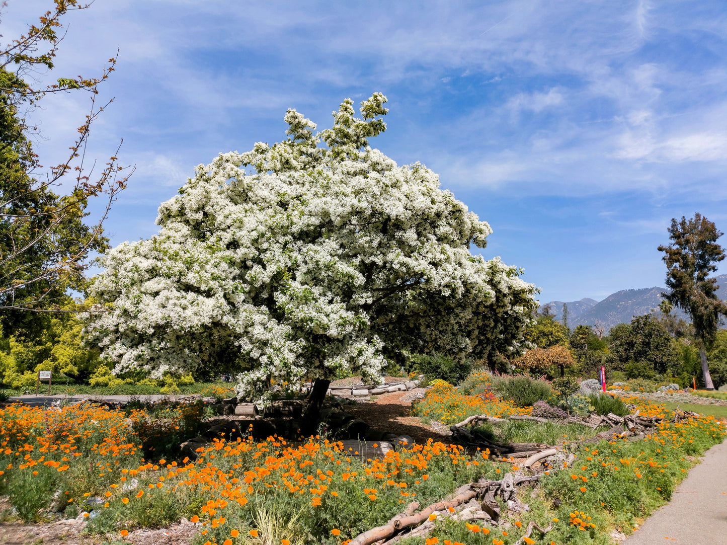 3 Fringe Tree (Chionanthus Virginicus) Seeds