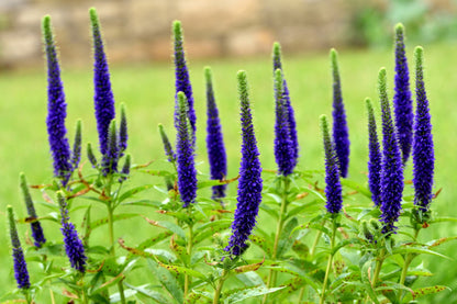 200 BLUE BOUQUET VERONICA Spicata Spike Speedwell Herb Flower Seeds