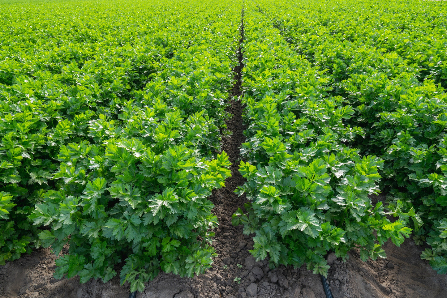 1000 Tall Utah Celery (Apium Graveolens) Seeds