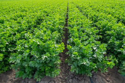 1000 Tall Utah Celery (Apium Graveolens) Seeds