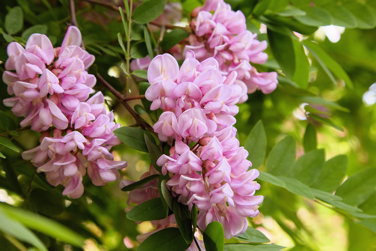 Rose Locust (Robinia hispida) Seeds – 15 ct