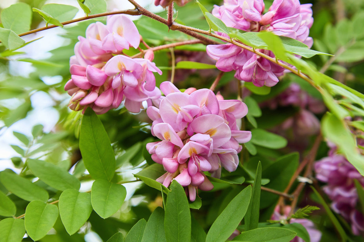 Rose Locust (Robinia hispida) Seeds – 15 ct
