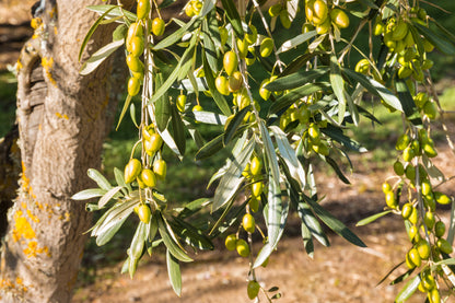 10 Canino Olive Tree (Olea Europaea Canino) Seed