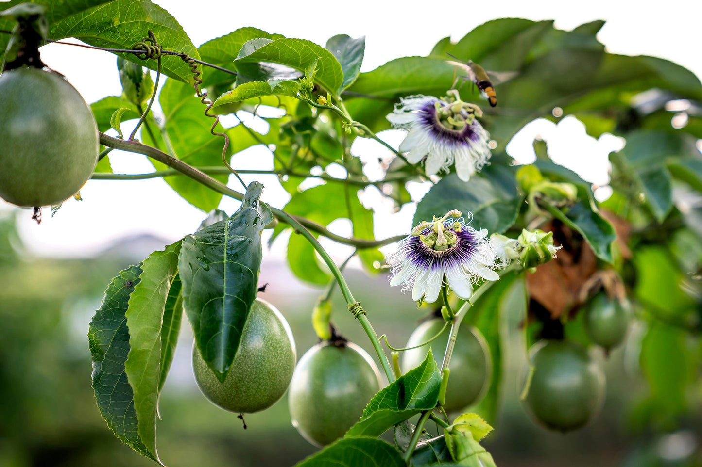 20 Purple Passion Fruit (Granadilla Passiflora Edulis ) Seeds