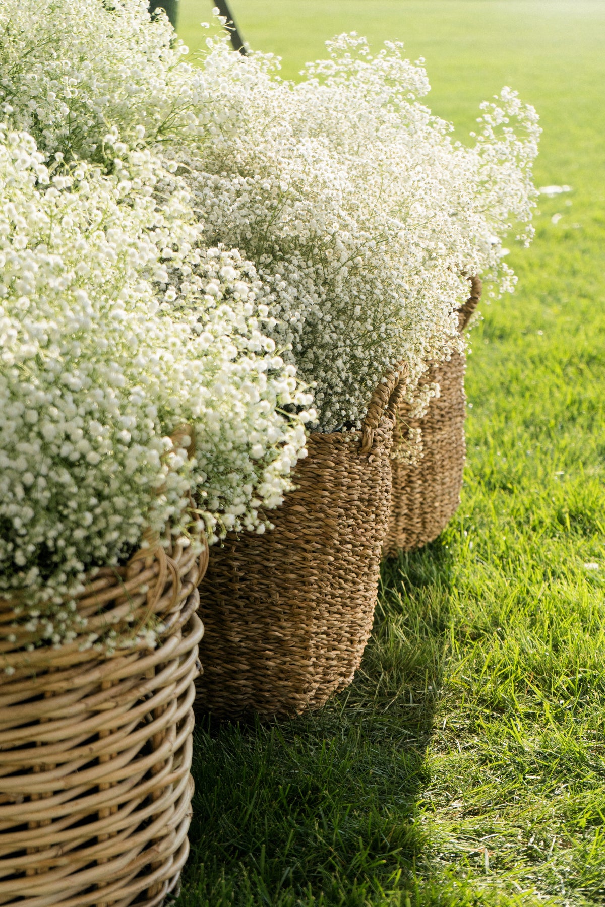 Covent Garden White Baby's Breath (Gypsophila elegans) Seeds – 1,000 ct