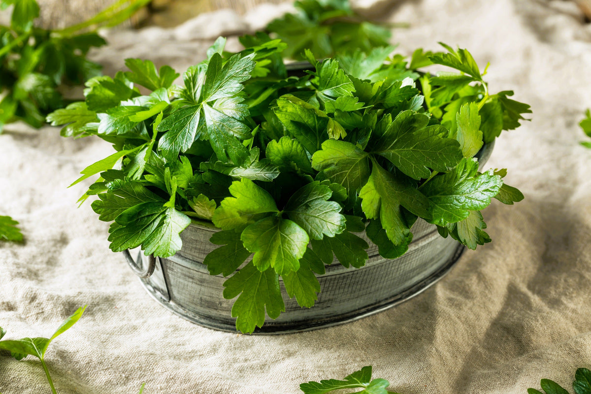 1500 FLAT LEAF PARSLEY Seeds Petroselinum Crispum Plain Single Italian Parsley Seeds