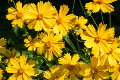 Lanceleaf Coreopsis (Coreopsis lanceolata) Seeds – 1,000 ct