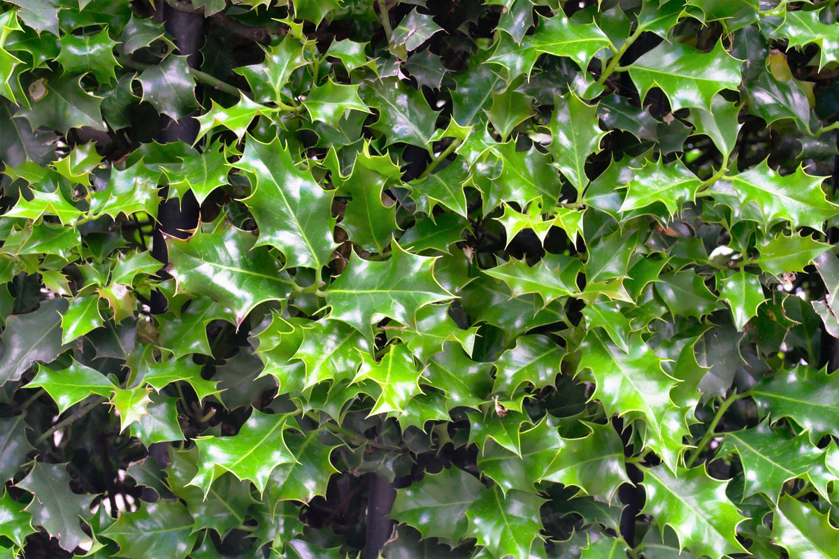 American Holly (Ilex opaca) Seeds – 40 ct