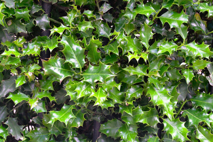 American Holly (Ilex opaca) Seeds – 40 ct
