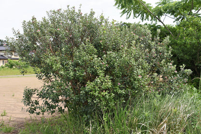 10 Pineapple Guava (Acca Guavasteen) Seeds
