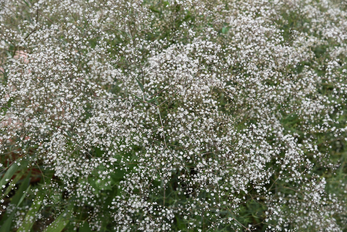 Covent Garden White Baby's Breath (Gypsophila elegans) Seeds – 1,000 ct