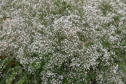 Covent Garden White Baby's Breath (Gypsophila elegans) Seeds – 1,000 ct