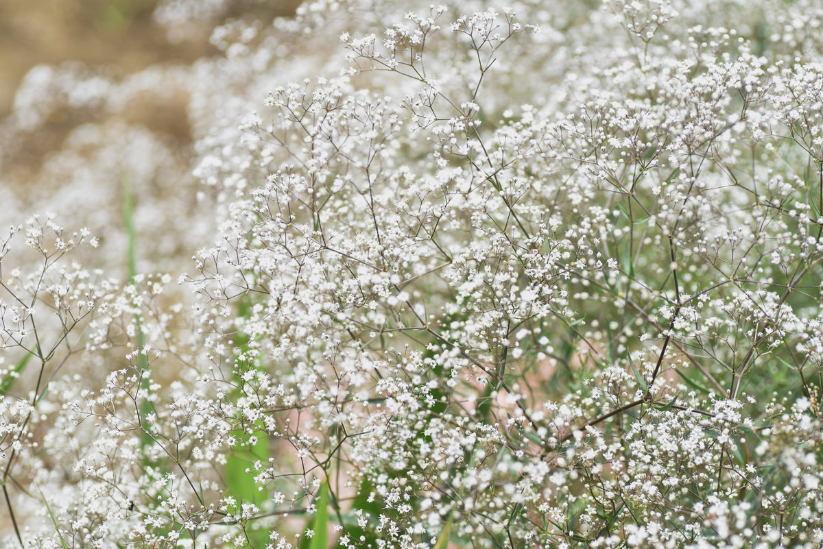 Covent Garden White Baby's Breath (Gypsophila elegans) Seeds – 1,000 ct