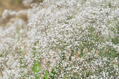 Covent Garden White Baby's Breath (Gypsophila elegans) Seeds – 1,000 ct