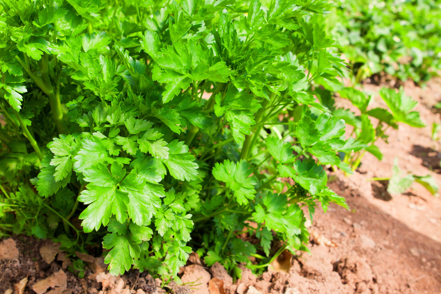 1000 Italian Flat Leaf Parsley (Petroselinum Crispum Neapolitanum) Seeds