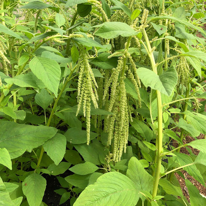 150 Amaranth's Green Tails (Amaranthus Caudatus) Seeds