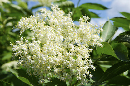 500 American ELDERBERRY (Sambucus Nigra Canadensis) Seeds