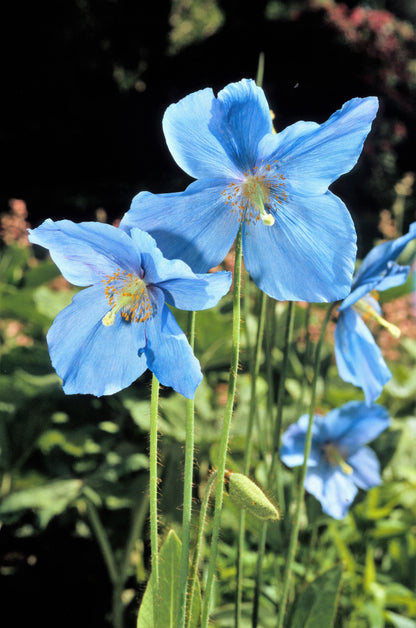 10 Blue Himalayan Poppy (Meconopsis Betonicifolia) Seeds