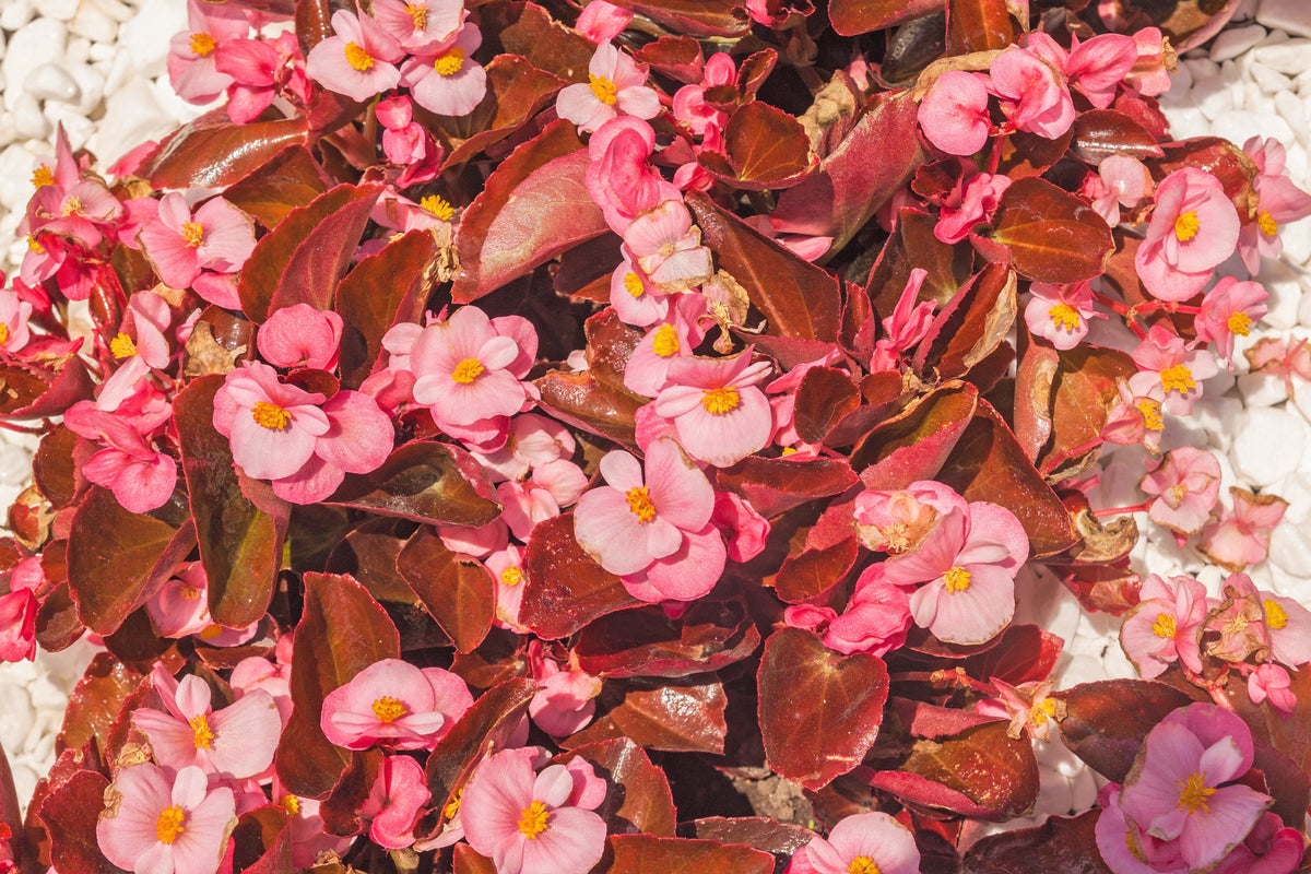Mixed Wax Begonia (Begonia semperflorens) Seeds – 25 ct