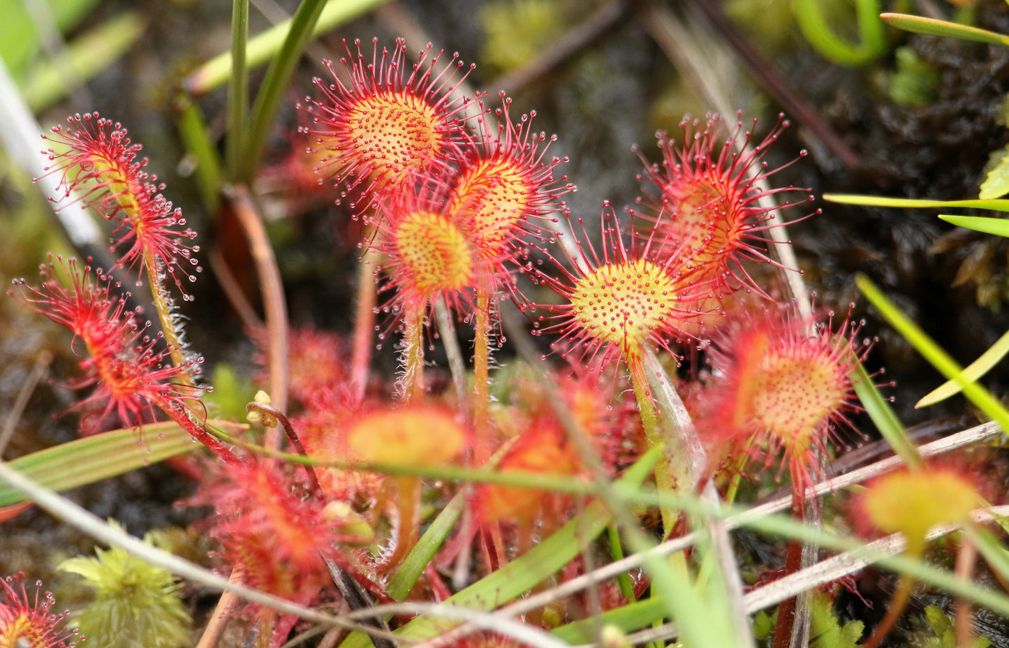 10 Carnivorous Sundew Plant (Drosera) Seeds