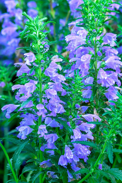50 Purple False Dragon Head (Obedient Plant; Dracocephalum Moldavica) Seeds