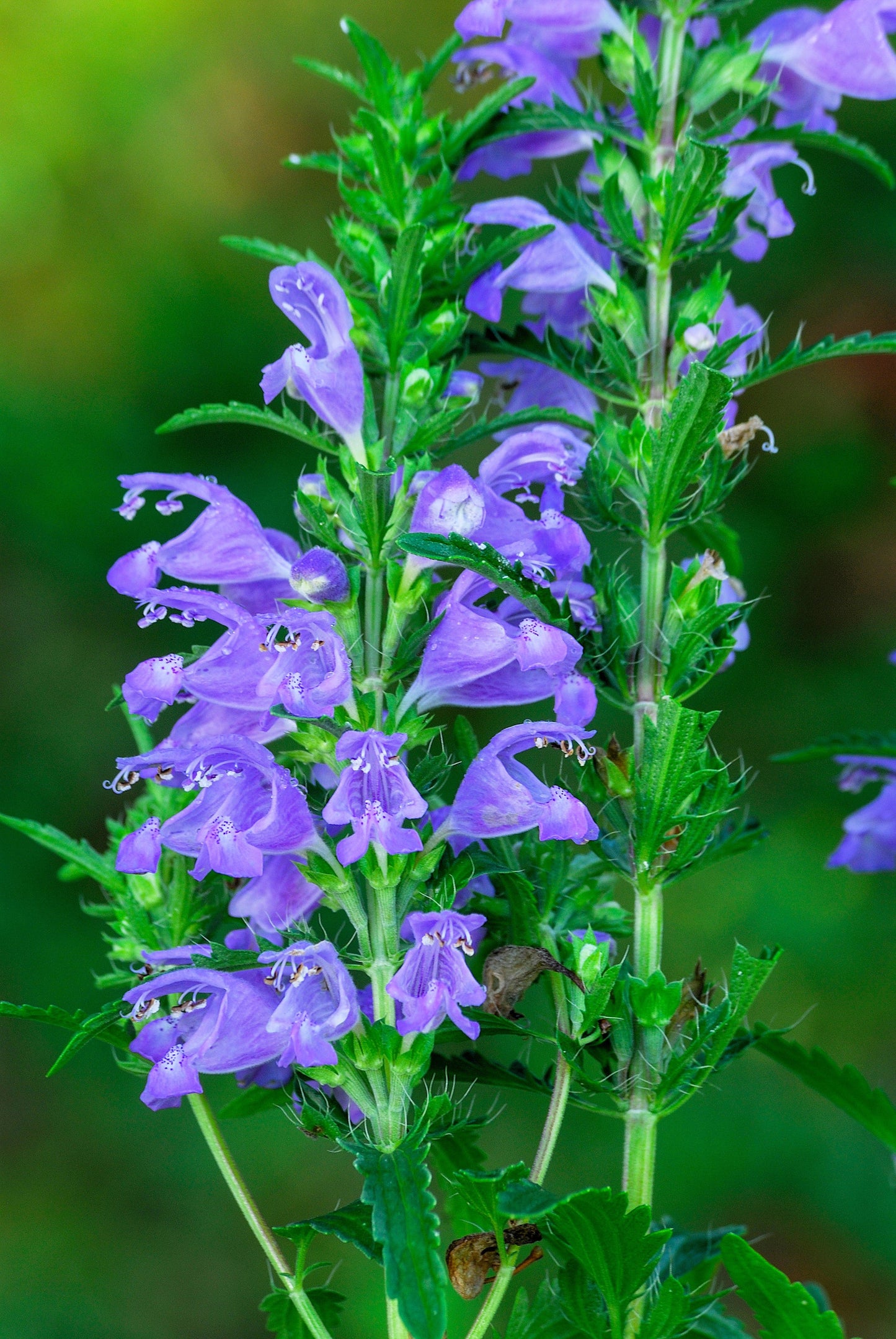 50 Purple False Dragon Head (Obedient Plant; Dracocephalum Moldavica) Seeds