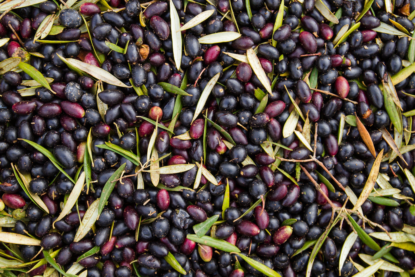 10 Canino Olive Tree (Olea Europaea Canino) Seed