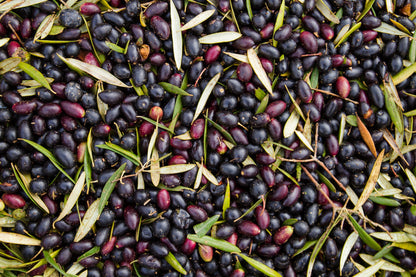 10 Canino Olive Tree (Olea Europaea Canino) Seed