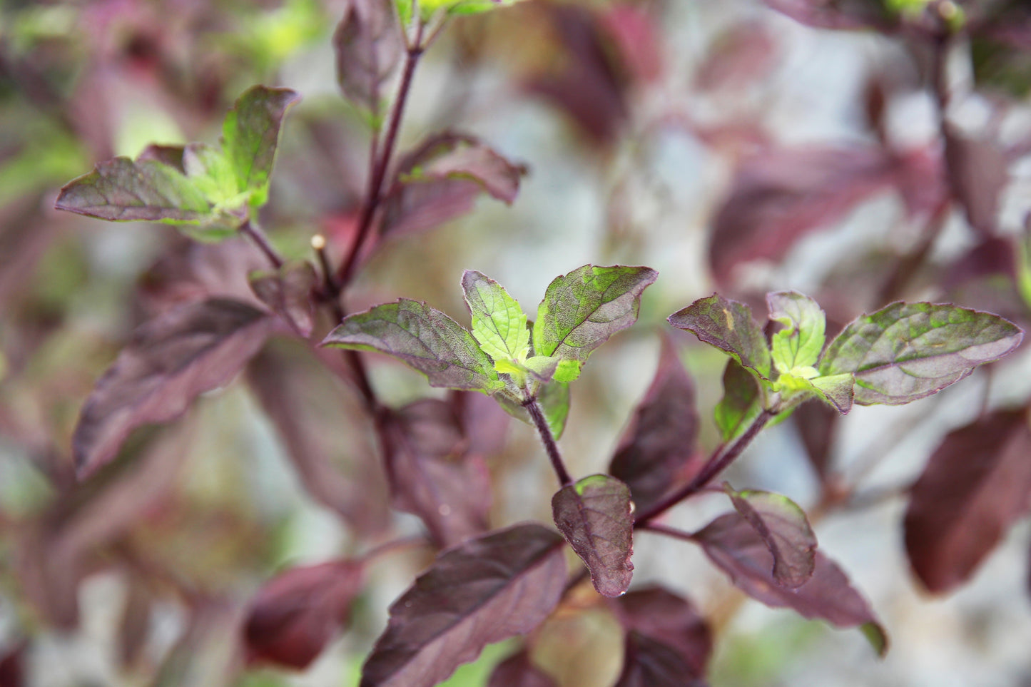 200 Purple Krishna Tulsi/Holy Basil (Ocimum Sanctum Tenuiflorum) Seeds