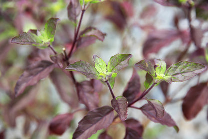 200 Purple Krishna Tulsi/Holy Basil (Ocimum Sanctum Tenuiflorum) Seeds
