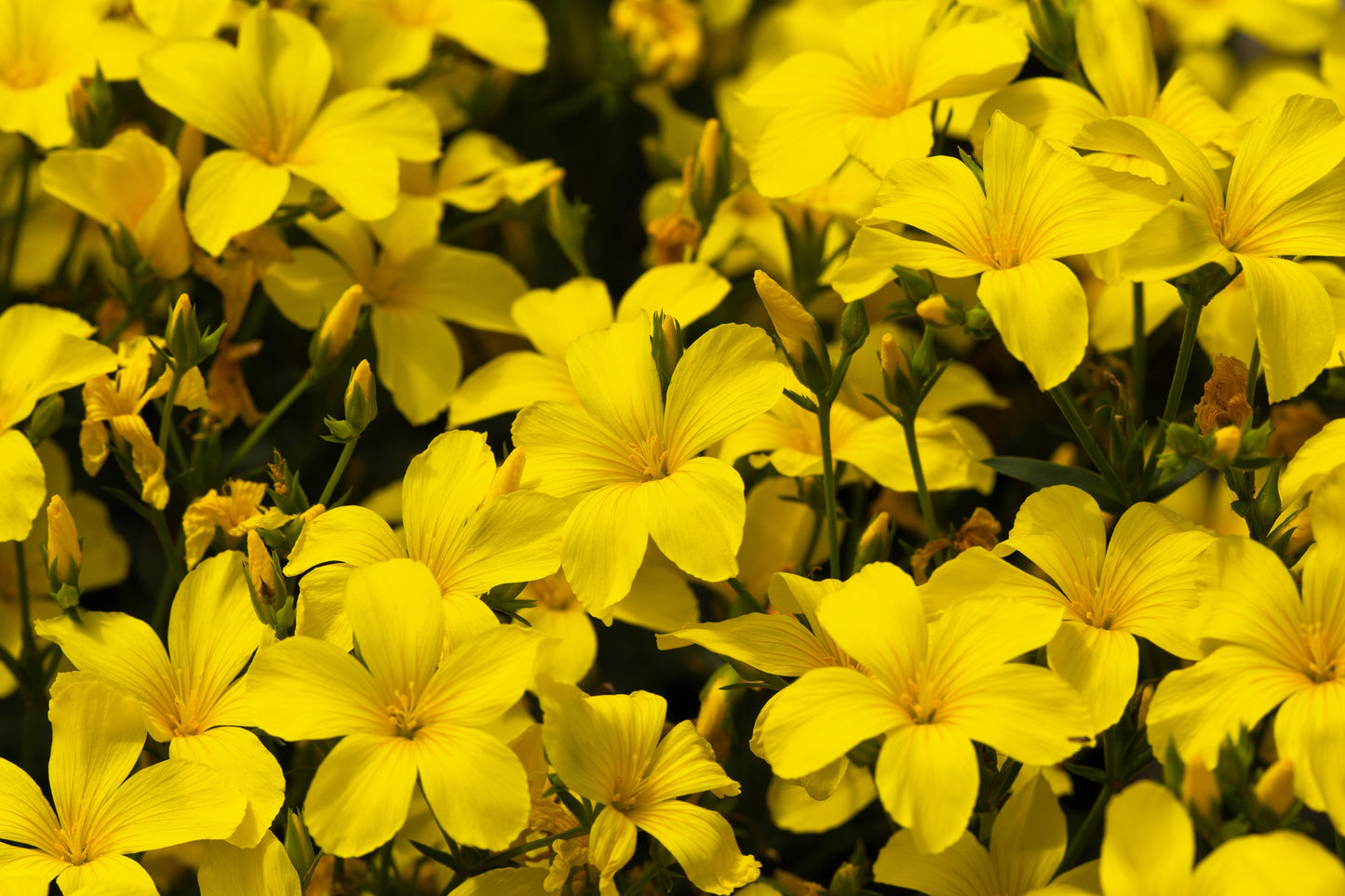500  Golden Flax/Linseed (Linum Flavum) Seeds