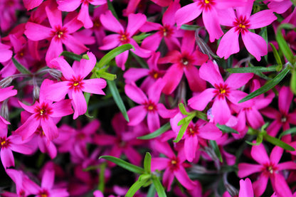 Prairie Phlox Mix (Phlox pilosa) Seeds – 20 ct