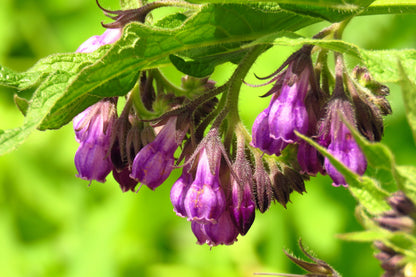 10 TRUE COMFREY Comphrey Symphytum Officinale Herb Seeds Purple Flowers