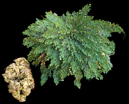 Live Resurrection Plant (Rose of Jericho, Dinosaur Fern)
