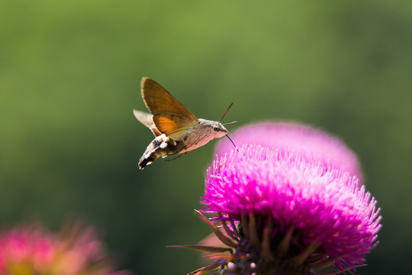 100 organic Milk Thistle (Silybum Marianum) Seeds