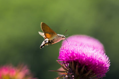 100 organic Milk Thistle (Silybum Marianum) Seeds