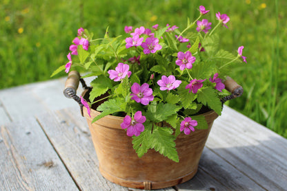 10 Arctic Raspberry (Rubus Arcticus) Seeds