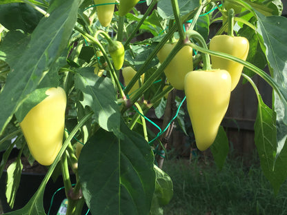 200 SANTA Fe GRANDE PEPPER (Guero Chili Pepper / Yellow Hot Chili Pepper) Capsicum Annuum Vegetable Seeds