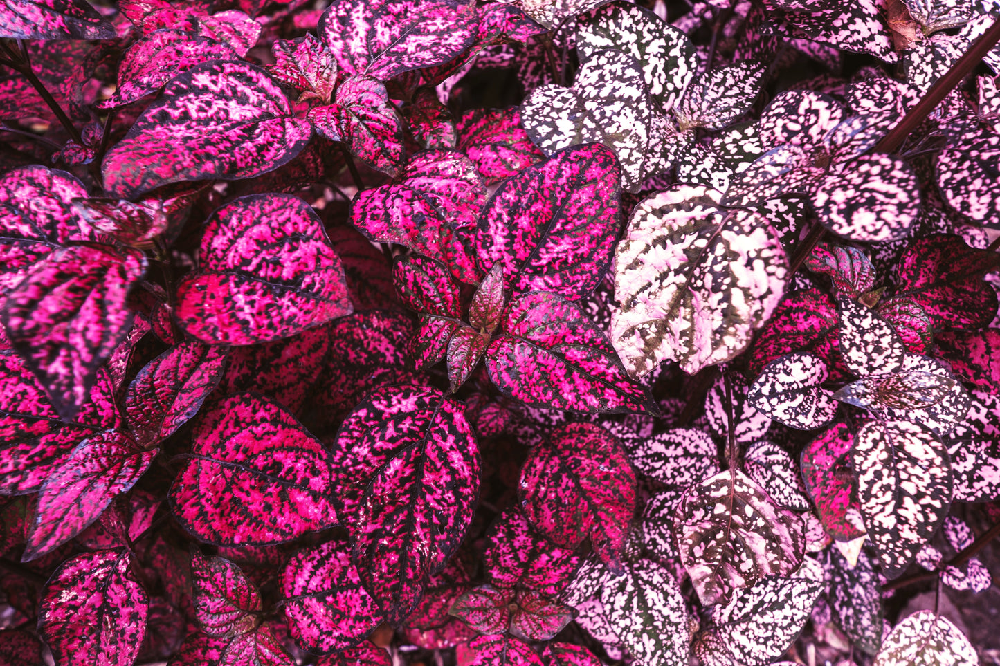 10 Dwarf Rose Polka Dot Plant (Hypoestes Phyllostachya) Seeds