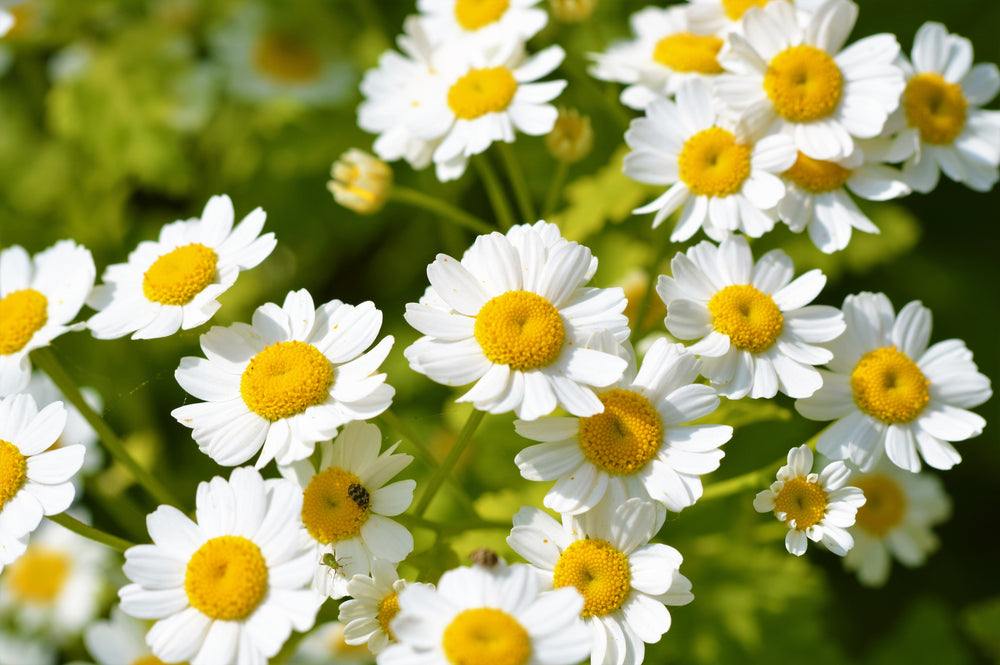 300 Feverfew (Tanacetum Parthenium) Seeds