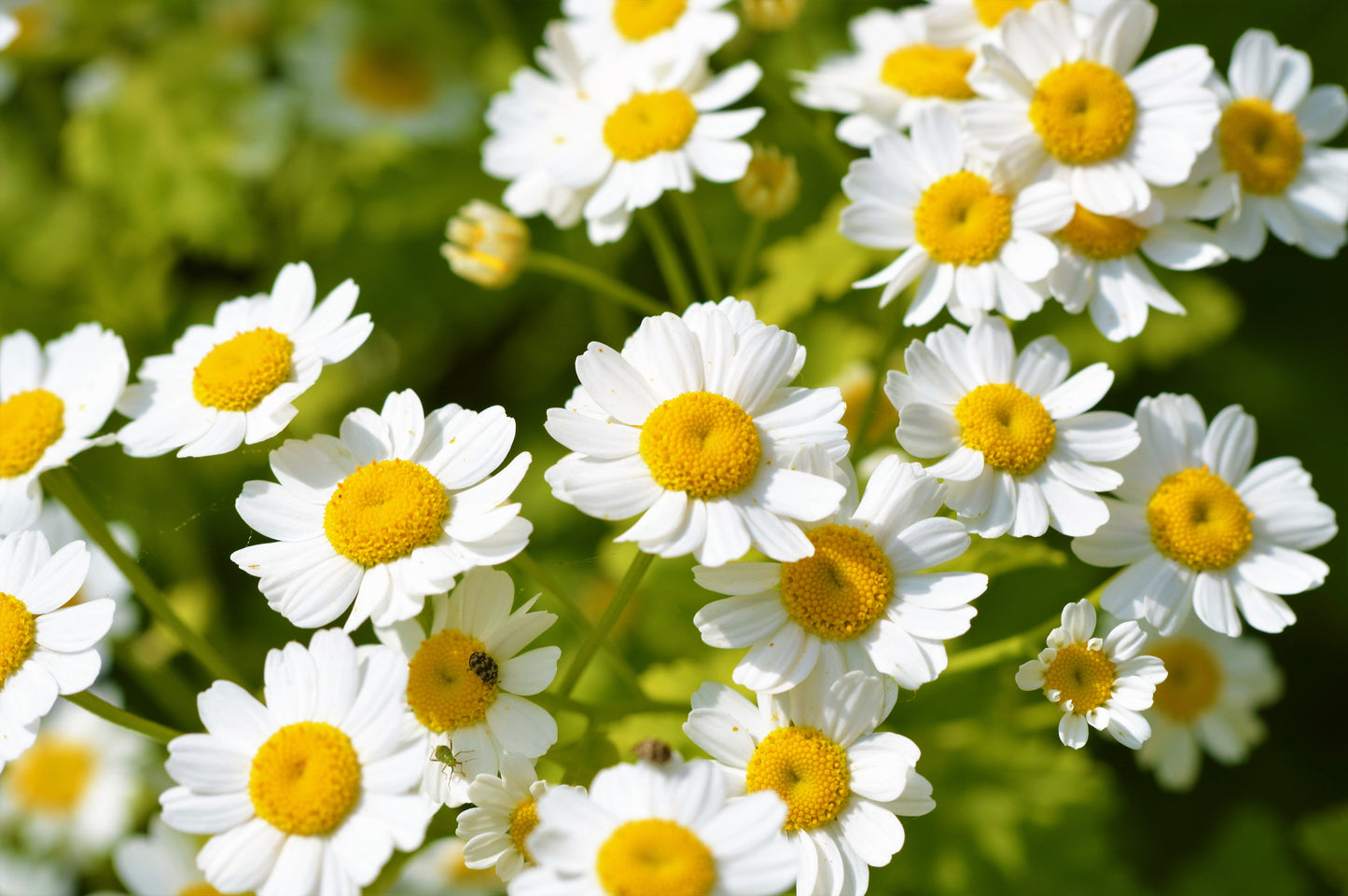 300 Feverfew (Tanacetum Parthenium) Seeds