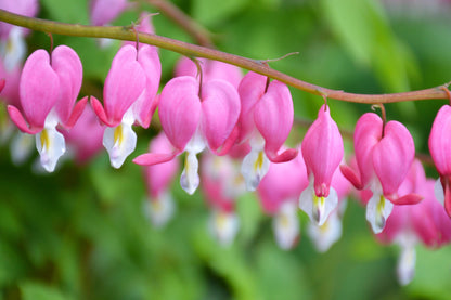 10 Bleeding Heart (Dicentra Formosa) Seeds