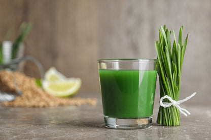 500 Cat Grass/Wheat Grass (Triticum Aestivum) Seeds